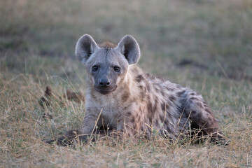 spotted hyena in Moremi NP, Botswana