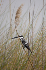 a pied kingfisher is sitting on reed grass