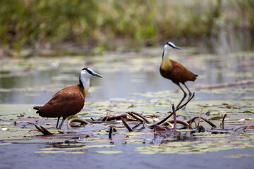 two african jacanas in Moremi NP, Botswana