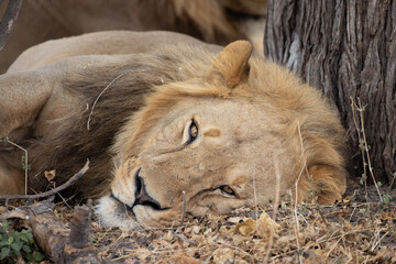 a young male lion relaxes