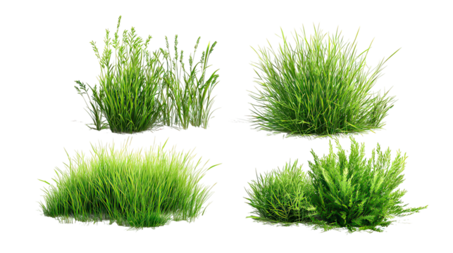 Four premium lush summer grass formations with high brightness glow on transparent background