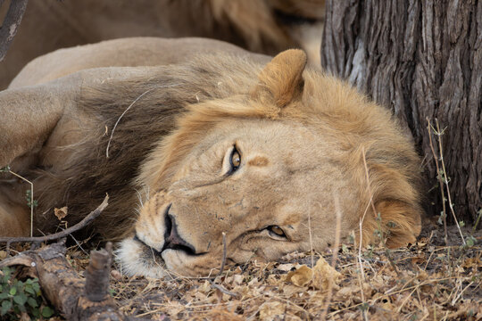 a young male lion relaxes