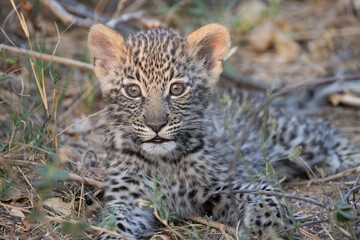 cute leopard cub in the bush of Khwai, Botswana