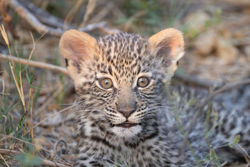 cute leopard cub in the bush of Khwai, Botswana