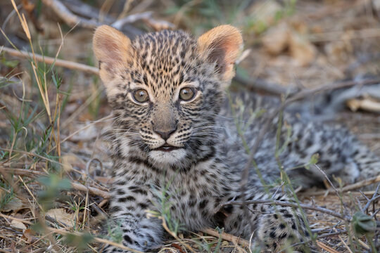 cute leopard cub in the bush of Khwai, Botswana