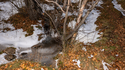 autumn in the forest