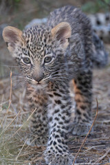 cute leopard cub in the bush of Khwai, Botswana
