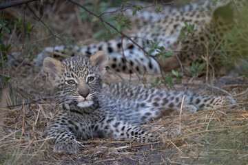 cute leopard cub in the bush of Khwai, Botswana