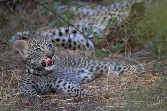 cute leopard cub in the bush of Khwai, Botswana
