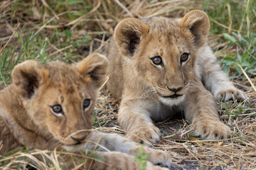 two cute lion cubs in the bush of Botswana