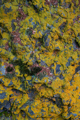 Yellow lichen covering a rough natural stone surface, creating an organic textured background with earthy tones and detailed patterns.