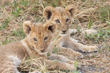 two cute lion cubs in the bush of Botswana