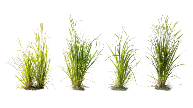 Four sets of buffalo grass side by side on transparent background - Powered by Adobe
