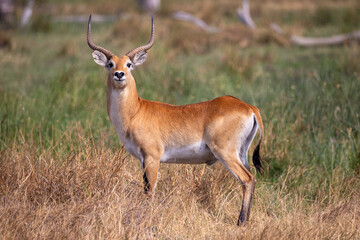 lechwe antelope in Khwai NP © Marcel