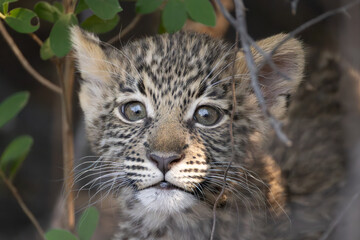 cute leopard cub in the bush of Khwai, Botswana