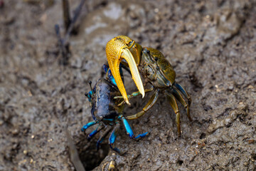 Fiddler crabs interacting on muddy ground, showing the male’s large colorful claw.