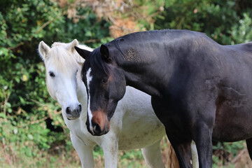 Obraz premium chevaux