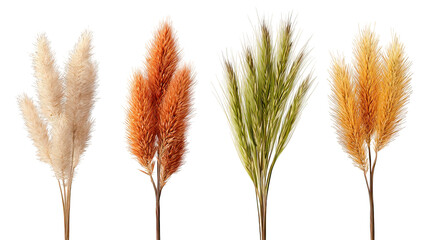 Four sets of foxtail grass side by side on transparent background