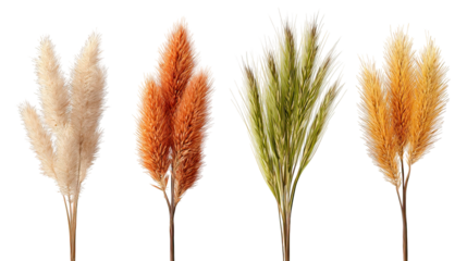 Four sets of foxtail grass side by side on transparent background