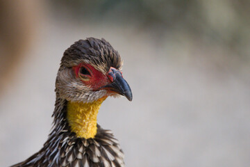 Close-Up Portrait of a Francolin Bird