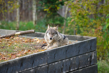Carpathian Wolf Sitting in Nature