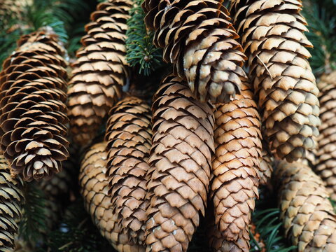 EVERGREEN PINE CONES BOTANY TREE