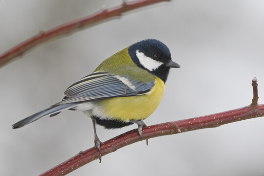 Great Tit (Parus major) — adult male (bold black breast stripe) perched on a red twig; a common species in the wild in the Czech Republic