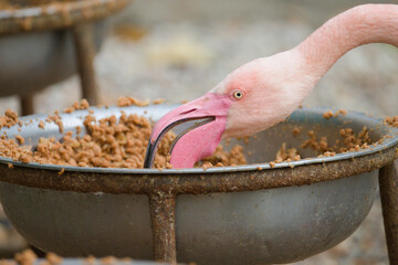 Greater Flamingo Feeding in Habitat
