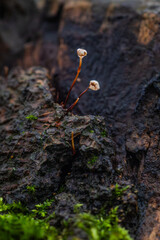 small mushrooms on tree
