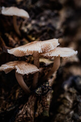 mushroom in the forest