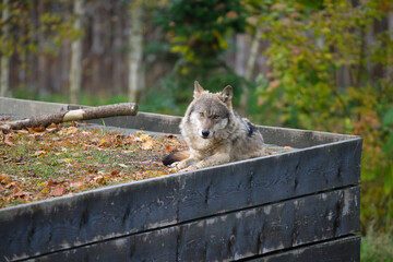 A Carpathian Wolf Sitting Relaxedly