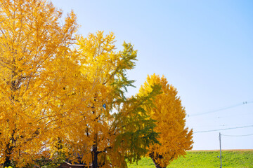 秋の太子橋中公園