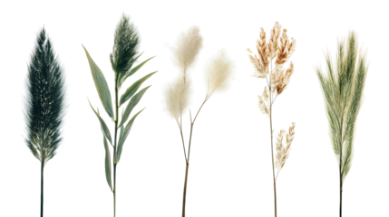 Four sets of soft bluegrass side by side isolated on clean white background