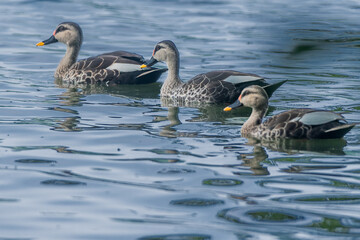 A group of Spot-Billed Ducks swimming