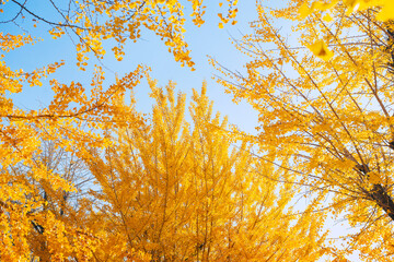 秋の太子橋中公園