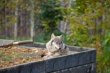Carpathian Wolf Resting in Nature