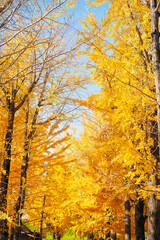 秋の太子橋中公園