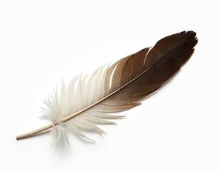 Single feather isolated on white. Bird plume shows soft white tip transitioning to dark brown vane. Delicate quill and barbs create gentle texture. Natural element offers clean design backdrop.