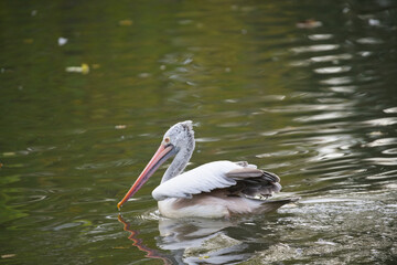 Great White Pelican Swimming Gracefully