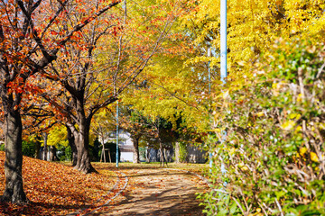 秋の太子橋中公園