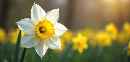Close-up of white daffodil with yellow center. Daffodils grow in field with green grass. White and yellow narcissus flowers in garden. Daffodils bloom in sunny meadow. Spring flowers in field.