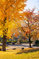 秋の太子橋中公園