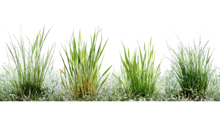 Four sets of tall reed grass side by side on bright white background