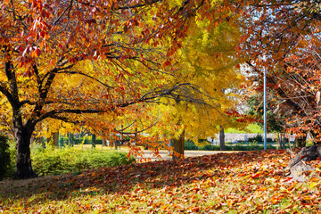 秋の太子橋中公園