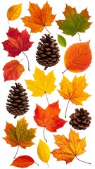 A collection of various colorful autumn leaves and pinecones arranged on a plain white backdrop. The foliage ranges from vibrant reds to yellows
