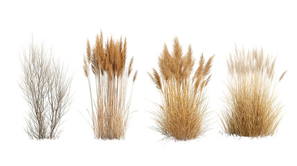 Obraz premium Four sets of winter dry grass side by side isolated on transparent background