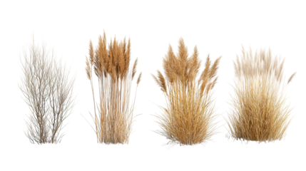 Four sets of winter dry grass side by side isolated on transparent background