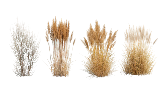 Four sets of winter dry grass side by side isolated on transparent background