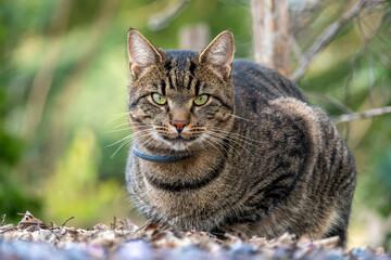 Obraz premium Striped cat resting in a green outdoor garden during a sunny afternoon