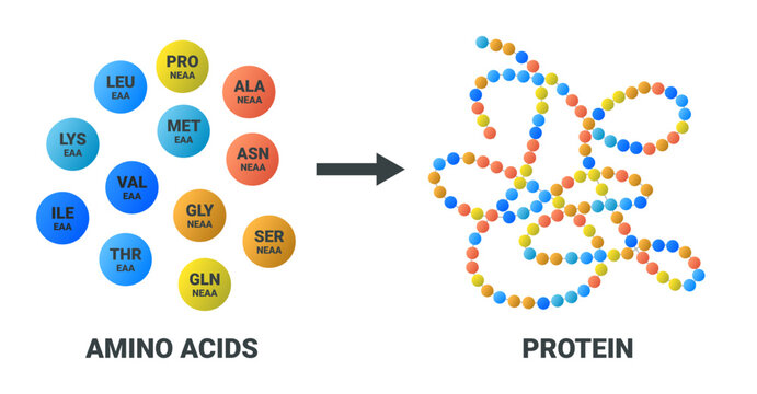 Illustration showing how essential and non-essential amino acids combine to form a protein isolated on a white background. Ideal for science, education, and nutrition-related content.
